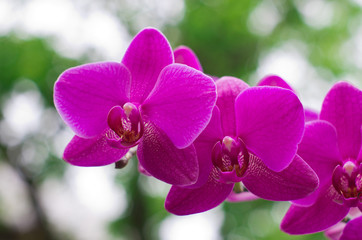 Panele Szklane  kwiat orchidei z zielonym i