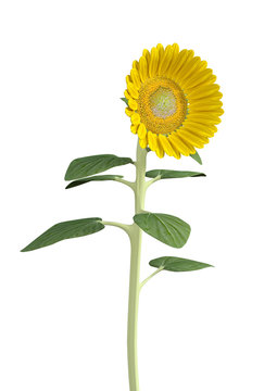 3D Illustration Sunflower on White