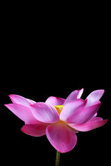 lotus flower isolated on black background.
