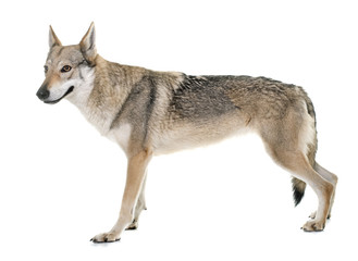  czechoslovakian wolf dog