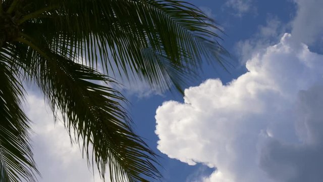 miami beach palm tree sun sky wind blowing 4k florida usa
