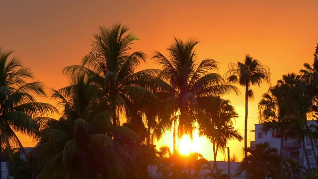 miami beach sun down in palm tree sunset 4k florida usa
