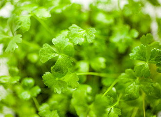 Fototapeta na wymiar Fresh leaves of young parsley