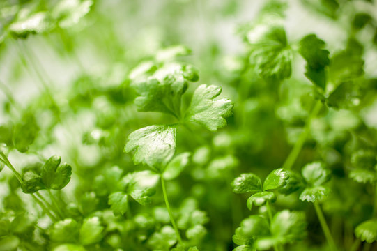 Fresh leaves of young parsley