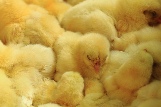 small yellow chickens