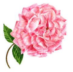 Vintage style watercolor drawing of tender pink rose