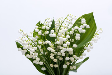 Lily of the Valley (Convallaria Majalis) isolated on white