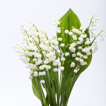 Fototapeta Lily of the Valley (Convallaria Majalis) isolated on white
