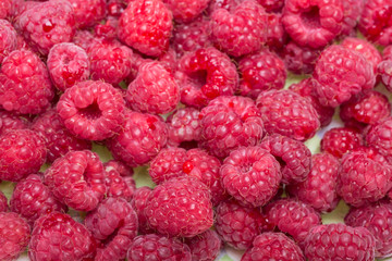A beautiful selection of freshly picked ripe red raspberries.
