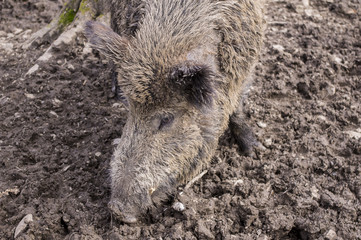 Wild boar in the forest.