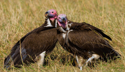 Predator birds are sitting on the ground. Kenya. Tanzania. Safari. East Africa. An excellent illustration.
