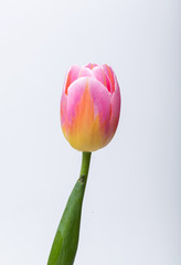 fresh spring pink tulip flower