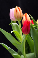 colorful bouquet of fresh spring tulip flowers