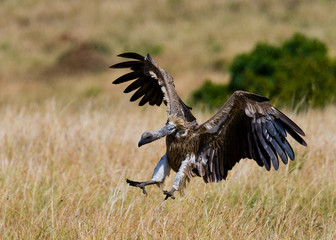 Predatory bird flies to prey. Kenya. Tanzania. Safari. East Africa. An excellent illustration.