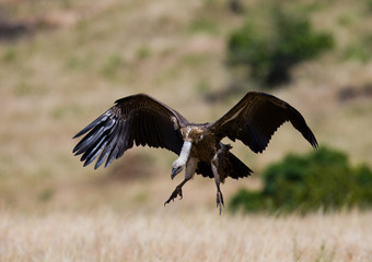 Predatory bird flies to prey. Kenya. Tanzania. Safari. East Africa. An excellent illustration.