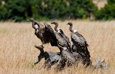 Predator birds are sitting on the ground. Kenya. Tanzania. Safari. East Africa. An excellent illustration.