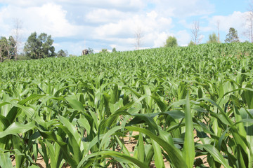 Fototapeta na wymiar Corn farm against sky, countryside