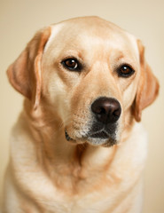 Labrador
