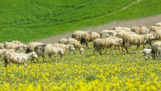 Grazing sheep in the rolling hills of Tuscany, Italy