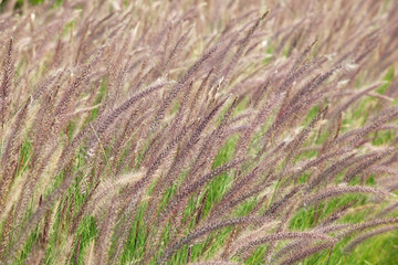 reeds grass.