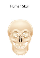Human skull isolated on white background