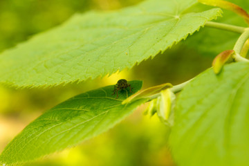 bug on the green leaf