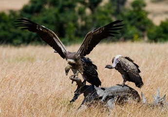 Predator birds are sitting on the ground. Kenya. Tanzania. Safari. East Africa. An excellent illustration.