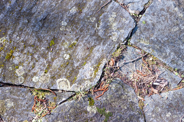 Grey mossy wall background