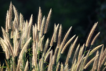 Fototapeta premium reeds flower.