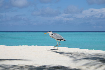 Fototapeta na wymiar Maldivian Grey Heron