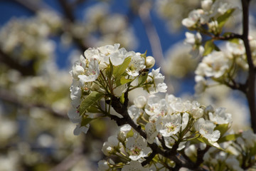 Blooming wild pear in the garden