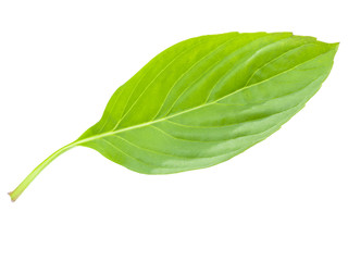 macro shot on basil herbal leaf isolated on white background