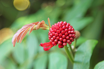 Beautiful red exotic flower