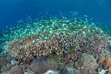 Blue-Green Damselfish and Reef in Tropical Pacific