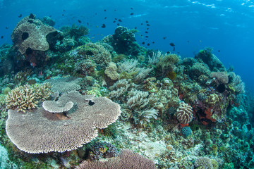Naklejka na ściany i meble Beautiful Coral Reef in Indonesia