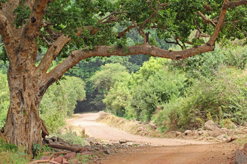 Road in Lake Manyara National park Tanzania
