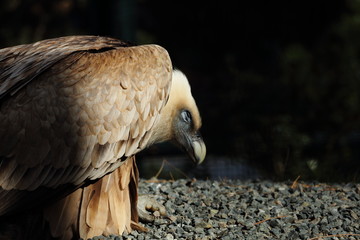 Vulture in the mountain