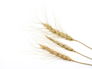 Fototapeta premium wheat ears isolated on white background