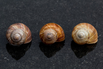 Weinbergschneckenhaus