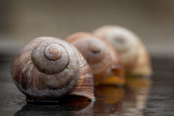 Weinbergschneckenhaus