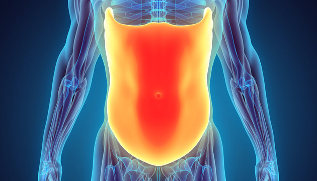 3D illustration of Obliquus Externus.