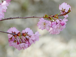zweig von japanischer kirsche