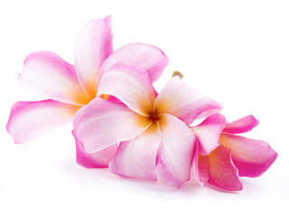 Obraz premium beautiful plumaria flowers on white background