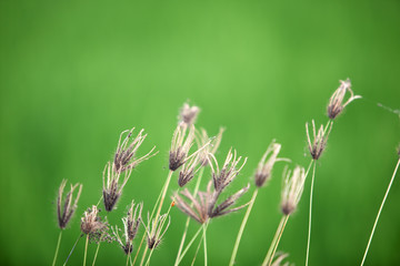 reeds flower with green background.