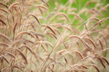 reed grass.