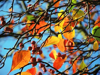 Colourful Autumn leaves against a blue sky.