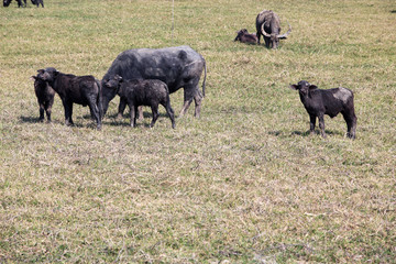 water buffalo in paddy field.