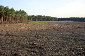 Fototapeta premium glade in the forest near Sielpia, Poland