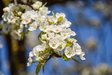 Blooming wild pear in the garden