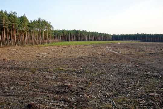 Fototapeta glade in the forest near Sielpia, Poland